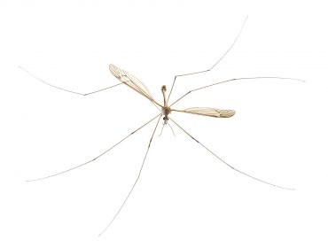 Can A Mosquito Spread HIV If You Accidentally Squish Them?